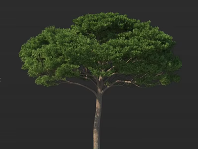 Lush Green Tree With Dense Foliage And Brown Trunk Displaying Healthy Growth 3d model