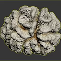 Natural White Textured Coral Structure With Branching Organic Growth Pattern