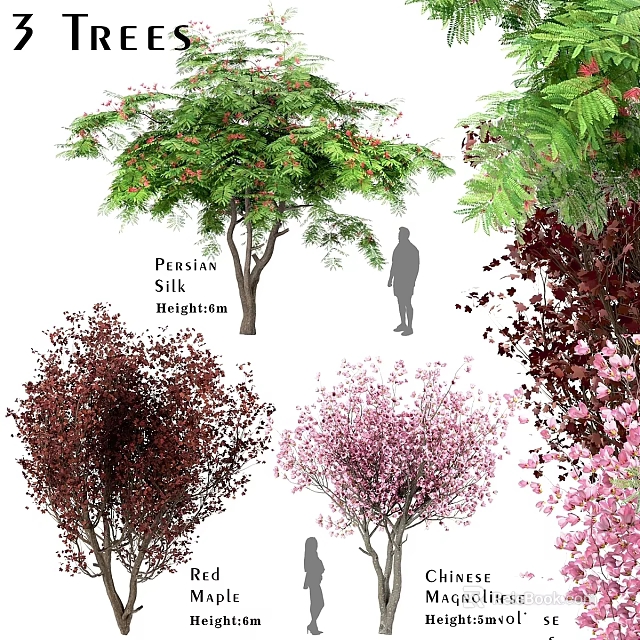 Ornamental Garden Trees Featuring Prunus Silk Hightem Green Foliage Deep Red Leaves and Pink Blossoms 3d model 