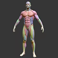 Medical Device 3D Human Muscle Anatomy Detailed Anatomical Model Visualization 3d model