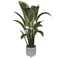 Potted Bonsai Plants With Green And White Variegated Leaves In Gray Textured Pots