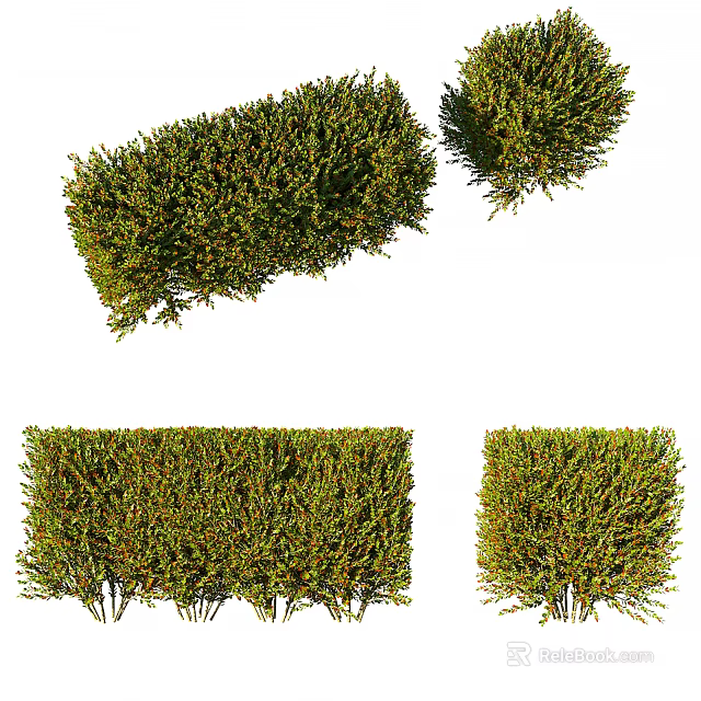 Evergreen Shrub Varieties With Different Pruned Shapes For Garden Landscaping Design 3d model 