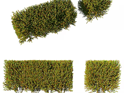 Evergreen Shrub Varieties With Different Pruned Shapes For Garden Landscaping Design 3d model