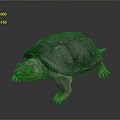 Turtle Turtle Cartoon Turtle Snapping Turtle Chickbill Turtle Reptile Cold Blooded Animal Reptile Reptile Class 3d model