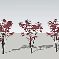 Three Red Leaf Arbor Trees With Vibrant Red Foliage And Long Shadows