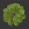 Green Leafy Plant With White Veins In Brown Pot For Indoor Decoration