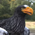 Steller's Sea Eagle With Black White Feathers Yellow Beak Orange Talons In Natural Habitat