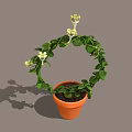 Green Vine Plant Growing In Orange Pot With Circular Shape And White Flowers