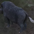 Wild Boar With Sharp Tusks Standing On Green Grass Field