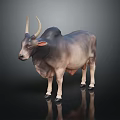 Long Horned Gray Brown Zebu Standing on Black Reflective Ground with Dark Background