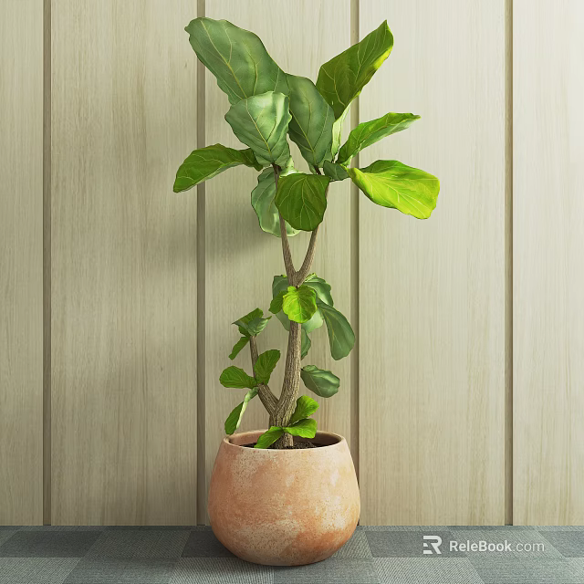 Indoor Fiddle Leaf Fig Potted Plant In Terracotta Pot Against Wooden Wall 3d model 