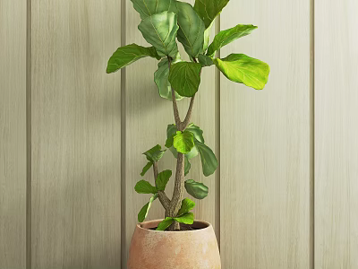 Indoor Fiddle Leaf Fig Potted Plant In Terracotta Pot Against Wooden Wall 3d model