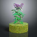 Decorative Plant With Green Leaves And Purple Flowers On Round Grassy Pedestal
