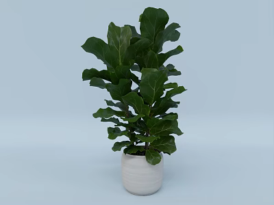 Indoor Lush Green Fiddle Leaf Fig Potted Plant In White Ceramic Pot 3d model