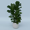 Indoor Lush Green Fiddle Leaf Fig Potted Plant In White Ceramic Pot