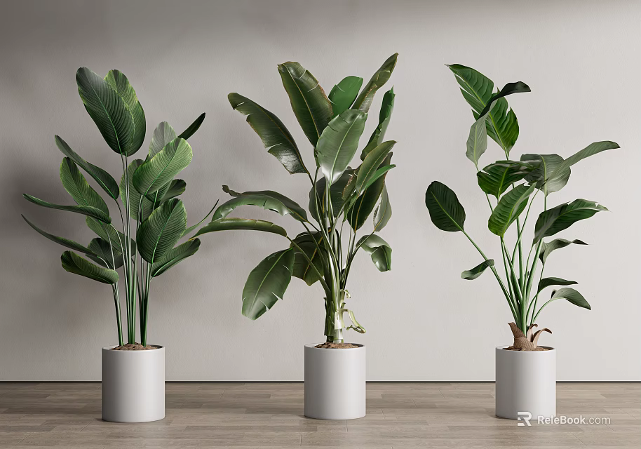 Potted Houseplants with Large Green Leaves in White Cylindrical Pots Indoor Wooden Floor Setting 3d model 