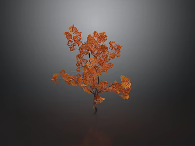 Beautiful Autumn Tree With Orange Leaves And Slender Trunk On Dark Background 3d model
