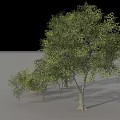 Diverse Arbor Trees Collection With Various Sizes Green Foliage And Heights