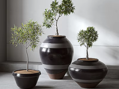 Three Bonsai Plants In Dark Ceramic Pots Of Different Sizes For Indoor Decor 3d model