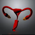 Red Uterus Anatomical Model with Fallopian Tubes and Ovaries for Medical Education