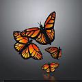 Monarch Butterflies With Orange Black Wings And White Spots Flying On Gray Background