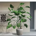 Large Indoor Potted Monstera Plant With Gray Cement Pot And Decorative Wall Art