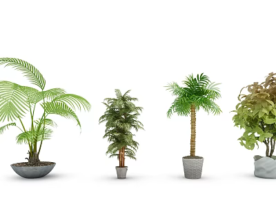 Diverse Tropical Trees in Decorative Pots with Lush Foliage and Varied Leaf Shapes 3d model