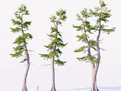 Three Tall Trees With Thick Trunks And Lush Green Branches Near A Small Figure 3d model