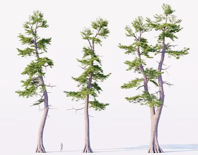 Three Tall Trees With Thick Trunks And Lush Green Branches Near A Small Figure 3d model