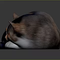 Sleeping Calico Cat Curled Up On Reflective Dark Surface With Soft Fur