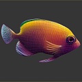 Tropical Fish Colorful Fish Ornamental Fish Aquarium Coral Fish Underwater Fish Color Fish Cartoon Fish Freshwater Fish 3d model