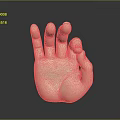 Detailed Anatomical Hand 3D Model With Smooth Texture Light Color And Dark Background