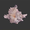 Natural Spiral Conch Shell Of Aquatic Marine Animal With Textured Surface