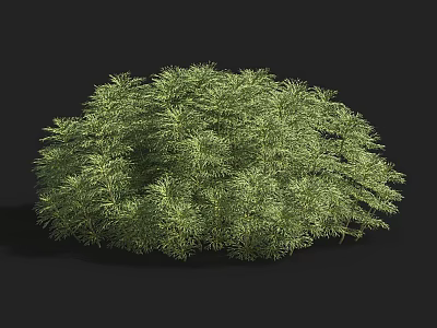 Aquatic Plants With Lush Green Foliage And Dense Growth Structure 3d model