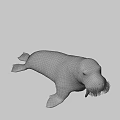 Realistic 3D Walrus Model With Long Tusks And Thick Whiskers On Black Background