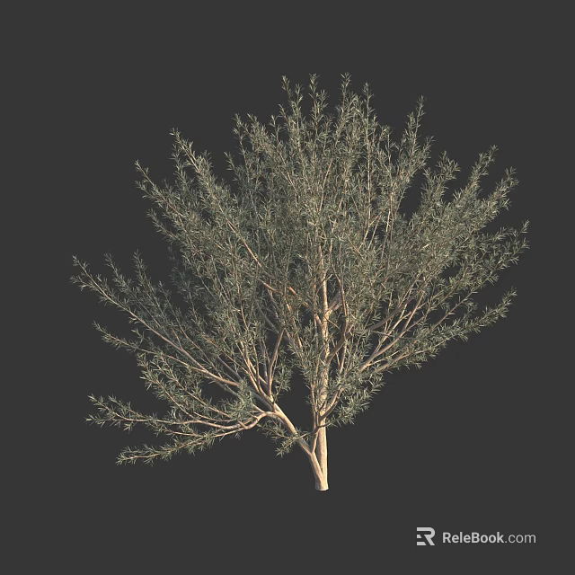 Lush Arbor Tree With Dense Branches And Green Leafy Foliage 3d model