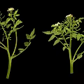 Fresh Edible Plants With Green Leaves And Small White Flowers For Cooking
