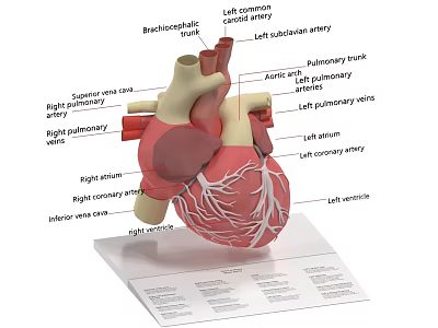 Chest Organ Heart Anatomical Model With Labeled Chambers And Blood Vessels 3d model