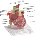 Chest Organ Heart Anatomical Model With Labeled Chambers And Blood Vessels