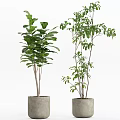 Various Green Potted Plants With Different Leaf Shapes In Concrete Pots For Indoor Decor