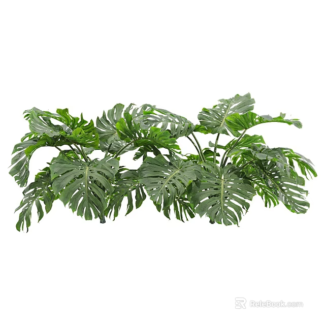 Fresh Lush Green Monstera Leaves With Natural Holes And Vibrant Foliage 3d model 