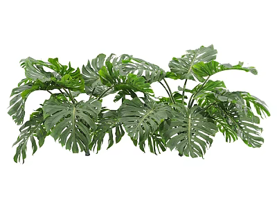 Fresh Lush Green Monstera Leaves With Natural Holes And Vibrant Foliage 3d model