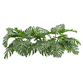 Fresh Lush Green Monstera Leaves With Natural Holes And Vibrant Foliage