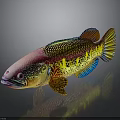 Vibrant Colorful Fish With Pink Head Yellow Body And Blue Fins On Dark Background