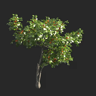 Lush Arbor With Green Leaves Red Fruits And Sturdy Trunk In Garden 3d model
