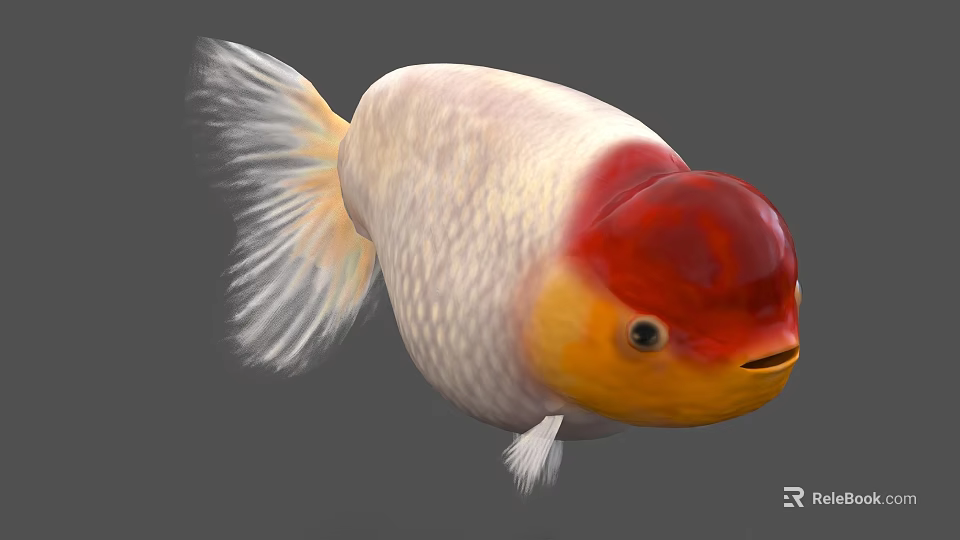 Fresh Goldfish Seafood With Red Head White Body And Yellow Belly Features 3d model 
