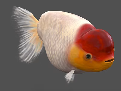 Fresh Goldfish Seafood With Red Head White Body And Yellow Belly Features 3d model