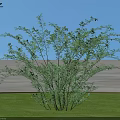Cotoneaster Shrub With Lush Green Leaves Against Blue Sky And Green Grass In Natural Landscape