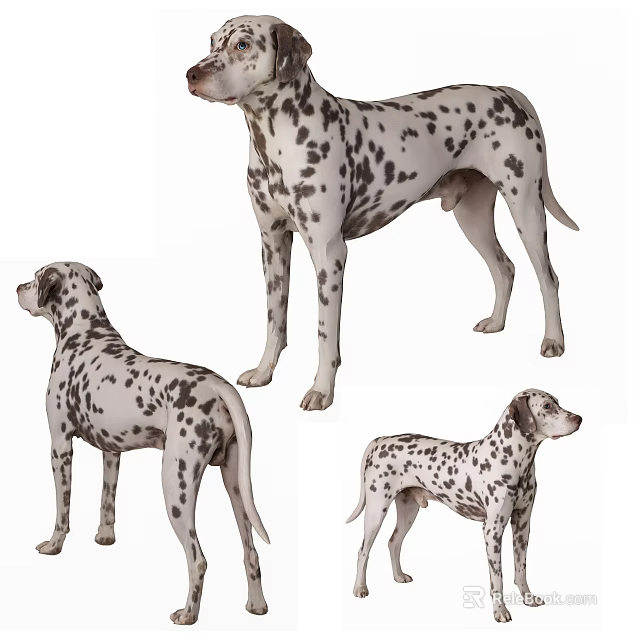 Spotted Reptile Lizard Showcased In Multiple Angles And Poses On White Background 3d model