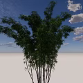 Tall Green Bamboo Plants Growing Under Clear Blue Sky With White Clouds